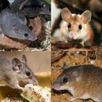 Verschillende acomys (stekelmuis) soorten, **zeldzame dieren, Mei, Muis