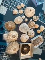 Coquillages, Verzamelen, Mineralen en Fossielen, Ophalen of Verzenden, Schelp(en)