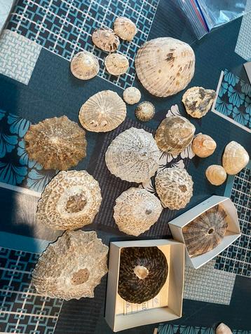 Coquillages, Collections, Enlèvement ou Envoi, Coquillage(s)