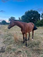Recreatiepaard/ Draagmerrie, Dieren en Toebehoren, 3 tot 6 jaar, 160 tot 165 cm, Onbeleerd, Recreatiepaard
