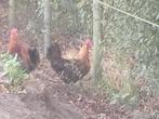 Goudbrakel, Dieren en Toebehoren, Pluimvee, Meerdere dieren, Kip
