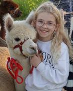 Rania, une jument alpaga qui marche, Juin, Femelle