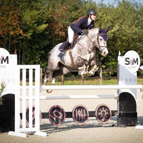 Trainen, doorrijden en uitbrengen op wedstrijd van paarden, Dieren en Toebehoren, Paarden en Pony's | Dekhengsten en Fokmerries