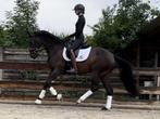 Bloedmooie 4-jarige dressuurmerrie, Dieren en Toebehoren, Paarden, Merrie, Dressuurpaard, 3 tot 6 jaar, L