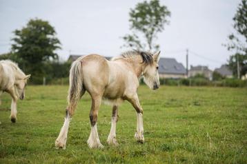 Pouliche Irish Cob PP isabelle. Top caractère