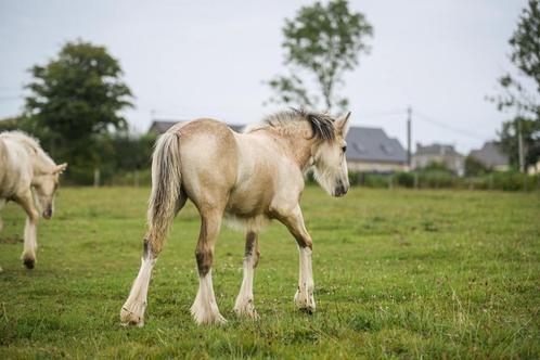 Pouliche Irish Cob PP isabelle. Top caractère, Animaux & Accessoires, Chevaux, Jument, B, Moins de 160 cm, 0 à 2 ans, Cheval de récréation