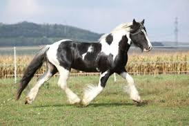 opzoek naar toekomstige tinker, Dieren en Toebehoren, Paarden