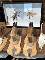 Te koop taxidermie jacht trofeeën, Ophalen of Verzenden