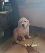 Golden retriever, Dieren en Toebehoren, Honden | Retrievers, Spaniëls en Waterhonden, Golden retriever, België, Fokker | Hobbymatig