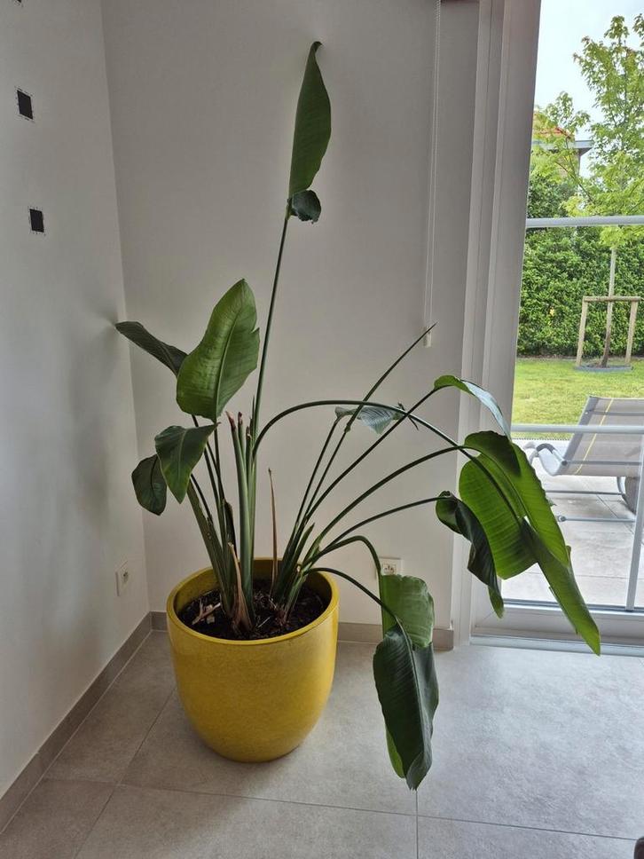 Plante Strelizia Nicolai avec grand vase jaune, Maison & Meubles, Plantes d'intérieur, Enlèvement