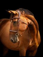 7-jarige fokmerrie, Dieren en Toebehoren, Paarden, Merrie, Zadelmak, 160 tot 165 cm, 7 tot 10 jaar