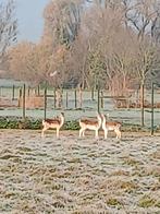 damherten, Dieren en Toebehoren