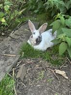 Gecastreerd konijntje, Dieren en Toebehoren, Konijnen, Mannelijk, Middelgroot, 0 tot 2 jaar