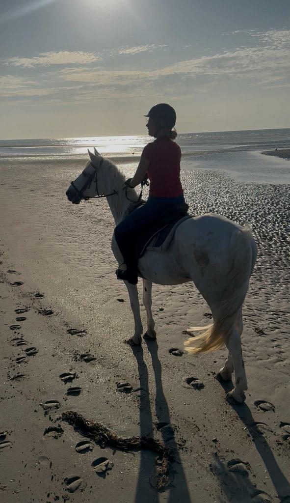 Gezocht verzorgpaardje regio Ninove +20km, Dieren en Toebehoren, Paarden en Pony's | Verzorgingsproducten, Zo goed als nieuw, Ophalen