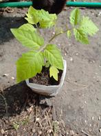 Bianca Cherry | Tomaat Planten, Ophalen