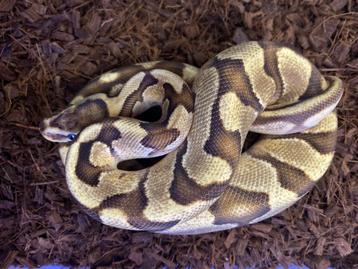 Enchi vanilla crypton/amon 100% het dg ball python  beschikbaar voor biedingen