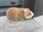 Jonge teddy cavia, Dieren en Toebehoren, Knaagdieren, Cavia, Mannelijk, Tam, Oktober