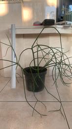 Vuurstokken plant 45 cm, Ophalen