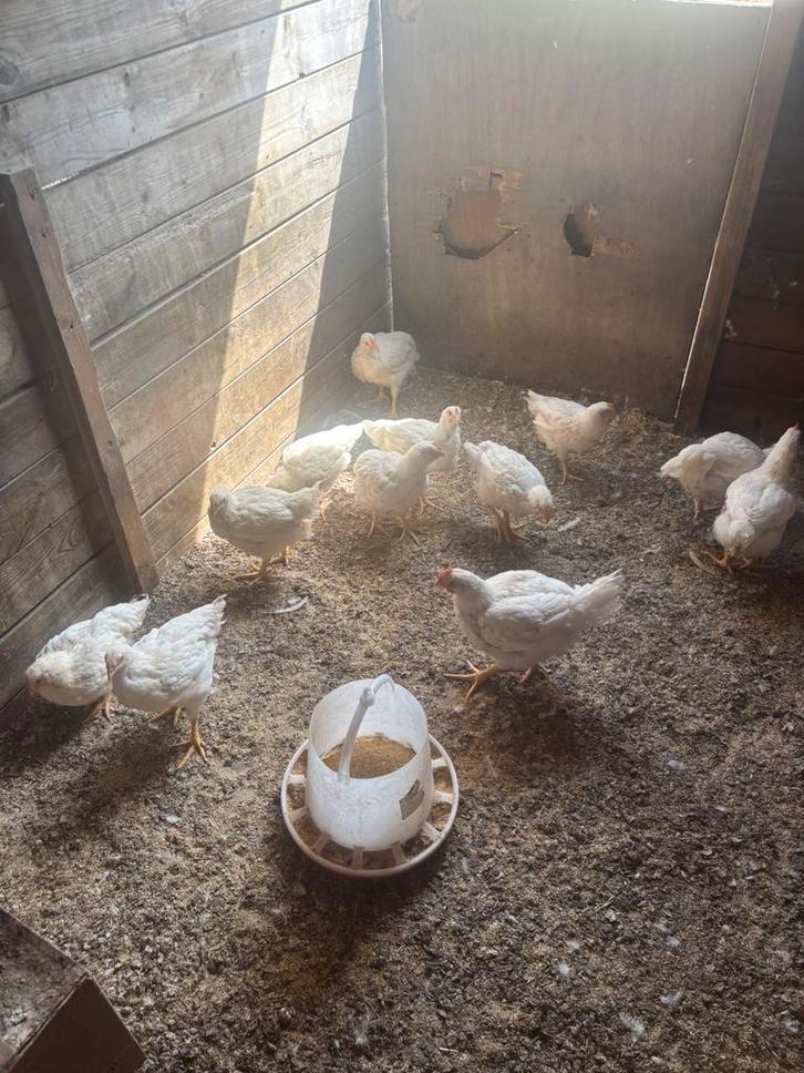 Ross 308/ vleeskippen slachtrijp, Dieren en Toebehoren, Pluimvee, Kip, Meerdere dieren