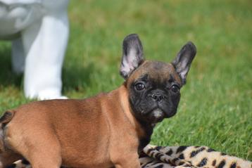 Chiots bouledogue français, beaux chiots de choix 🐶