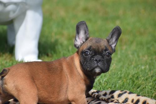 Chiots bouledogue français, beaux chiots de choix 🐶, Animaux & Accessoires, Chiens | Bouledogues, Pinschers & Molossoïdes, Plusieurs animaux