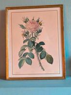 Redouté, botanische illustratie, Antiek en Kunst, Ophalen of Verzenden