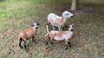 Kameroen lammen, Dieren en Toebehoren, Schapen, Geiten en Varkens, Schaap, 0 tot 2 jaar