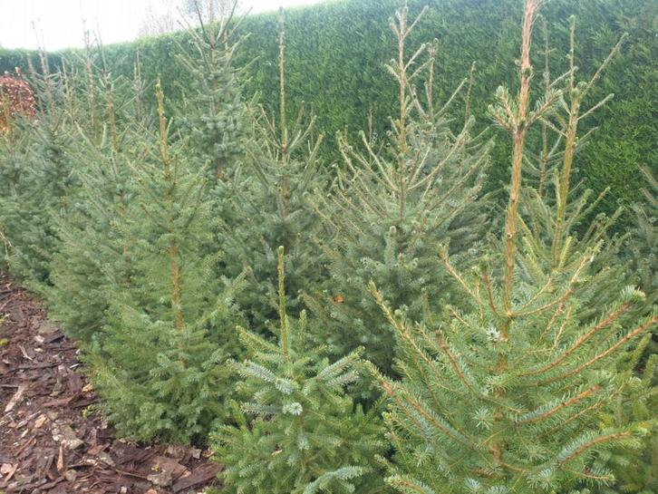 Kerstboom te koop Tielrode (tussen St-Niklaas en Temse), Diversen, Kerst, Nieuw, Ophalen