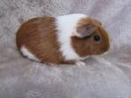 Twee mooie cavia baby's, Cavia, Tam
