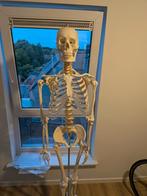 Anatomisch skelet, Diversen, Ophalen, Gebruikt
