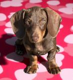 Prachtige choco tan teefje klaar voor vertrek, Dieren en Toebehoren, België, CDV (hondenziekte), 8 tot 15 weken, Korthaar