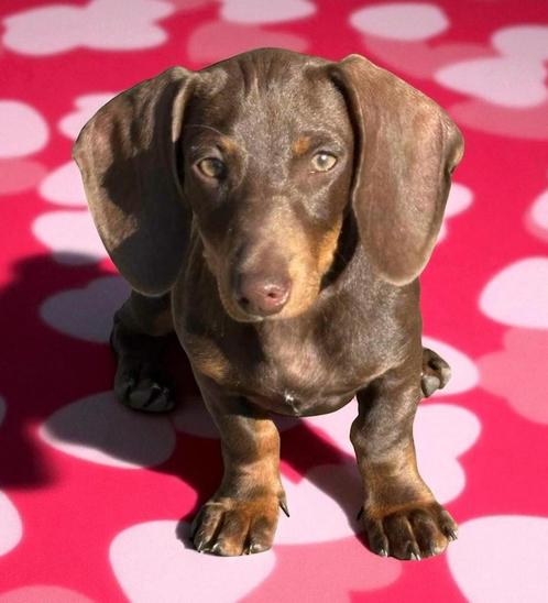 Prachtige choco tan teefje klaar voor vertrek, Dieren en Toebehoren, Honden | Teckels en Dashonden, Teef, Korthaar, Dwerg, Fokker | Professioneel