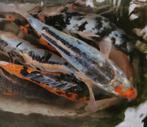🧐Beverkoi = Japans-Belgische quality GHOST KOI✨, Dieren en Toebehoren, Vissen | Vijvervissen