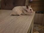Hamster, Dieren en Toebehoren, Knaagdieren, Oktober, Vrouwelijk, Hamster