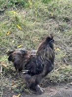 Haantje, Dieren en Toebehoren, Mannelijk, Kip