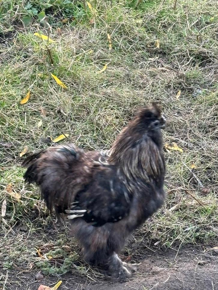 Haantje, Dieren en Toebehoren, Pluimvee, Kip, Mannelijk