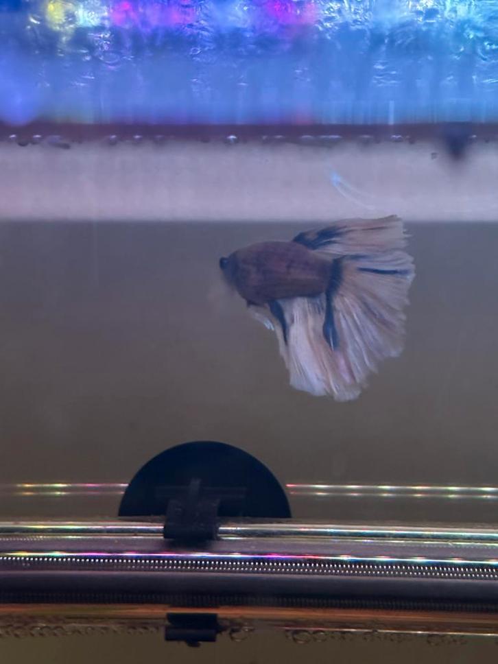 ZELDZAAM: Paarse Half Moon Betta (Showmodel)ECHT EEN KOOPJE!, Dieren en Toebehoren, Vissen | Aquariumvissen, Vis