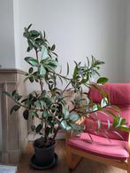 Weelderige ficus elastica, Huis en Inrichting, Kamerplanten, Ophalen, Ficus, Halfschaduw, 150 tot 200 cm