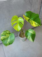 Monstera aurea, Maison & Meubles, Plantes d'intérieur, Ombre partielle, Plante verte, Enlèvement ou Envoi, Moins de 100 cm