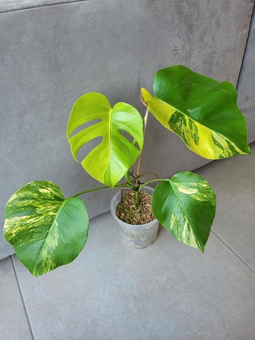 Monstera aurea, Huis en Inrichting, Kamerplanten, Overige soorten, Minder dan 100 cm, Groene kamerplant, Halfschaduw, Ophalen of Verzenden