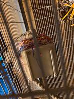 Vogels, Dieren en Toebehoren, December, Tam