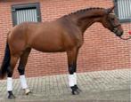 Prachtige hannoveraanse merrie te koop, Merrie, B, Gechipt, Dressuurpaard