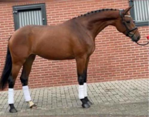 Prachtige hannoveraanse merrie te koop, Dieren en Toebehoren, Paarden, Merrie, B, 165 tot 170 cm, 7 tot 10 jaar, Dressuurpaard