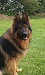 Pups lang harige Duitse herder, Dieren en Toebehoren, België, Fokker | Hobbymatig, CDV (hondenziekte), 8 tot 15 weken