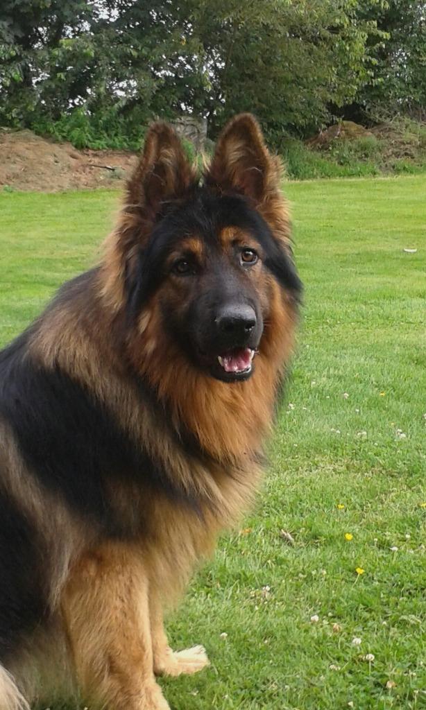 Pups lang harige Duitse herder, Dieren en Toebehoren, Honden | Herdershonden en Veedrijvers, Meerdere dieren, Herder, Fokker | Hobbymatig