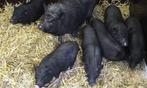 hangbuik biggen zoeken goede thuis, Dieren en Toebehoren, Varken