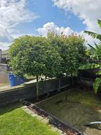 Photinia op stam, Tuin en Terras, Planten | Bomen, Ophalen, Lente, Bolboom, 250 tot 400 cm