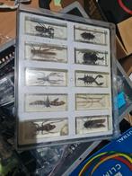 Scorpion et autres, Enlèvement ou Envoi