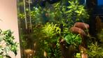 Gratis platys, Dieren en Toebehoren