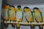 Zwartkop-Roestkop-Groendij-caique`s/papegaaien 8+1 GRATIS !, Animaux & Accessoires, Oiseaux | Perruches & Perroquets, Perroquet
